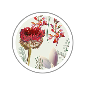 Attribute Image